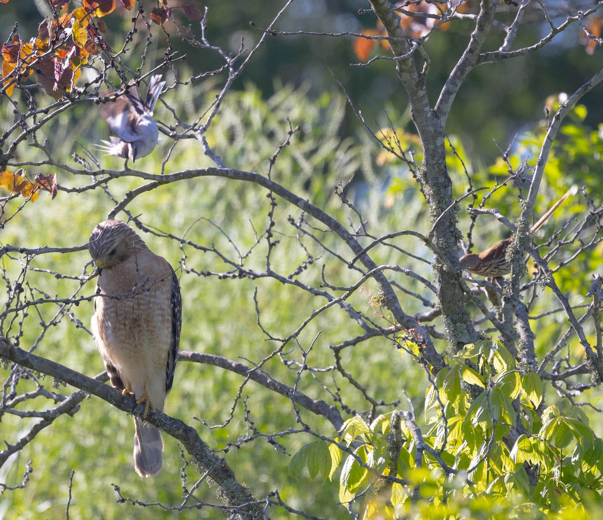 Red-shouldered Hawk - ML620301763