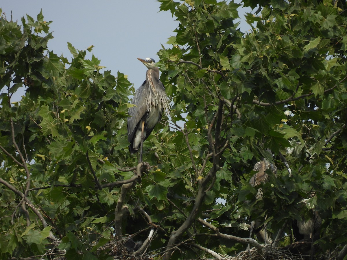 Garza Azulada - ML620301768