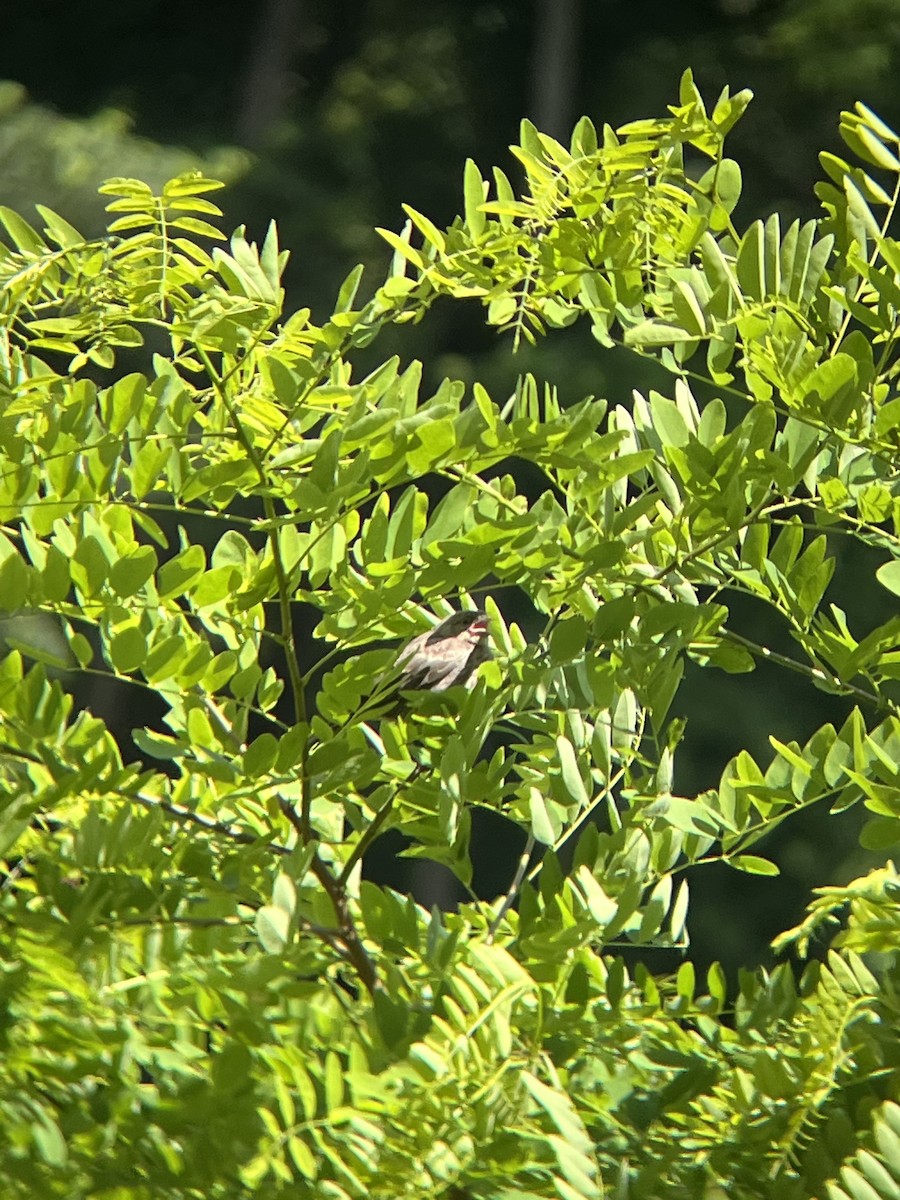 Song Sparrow - ML620301769