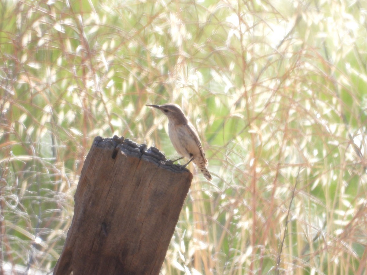 Rock Wren - ML620301771