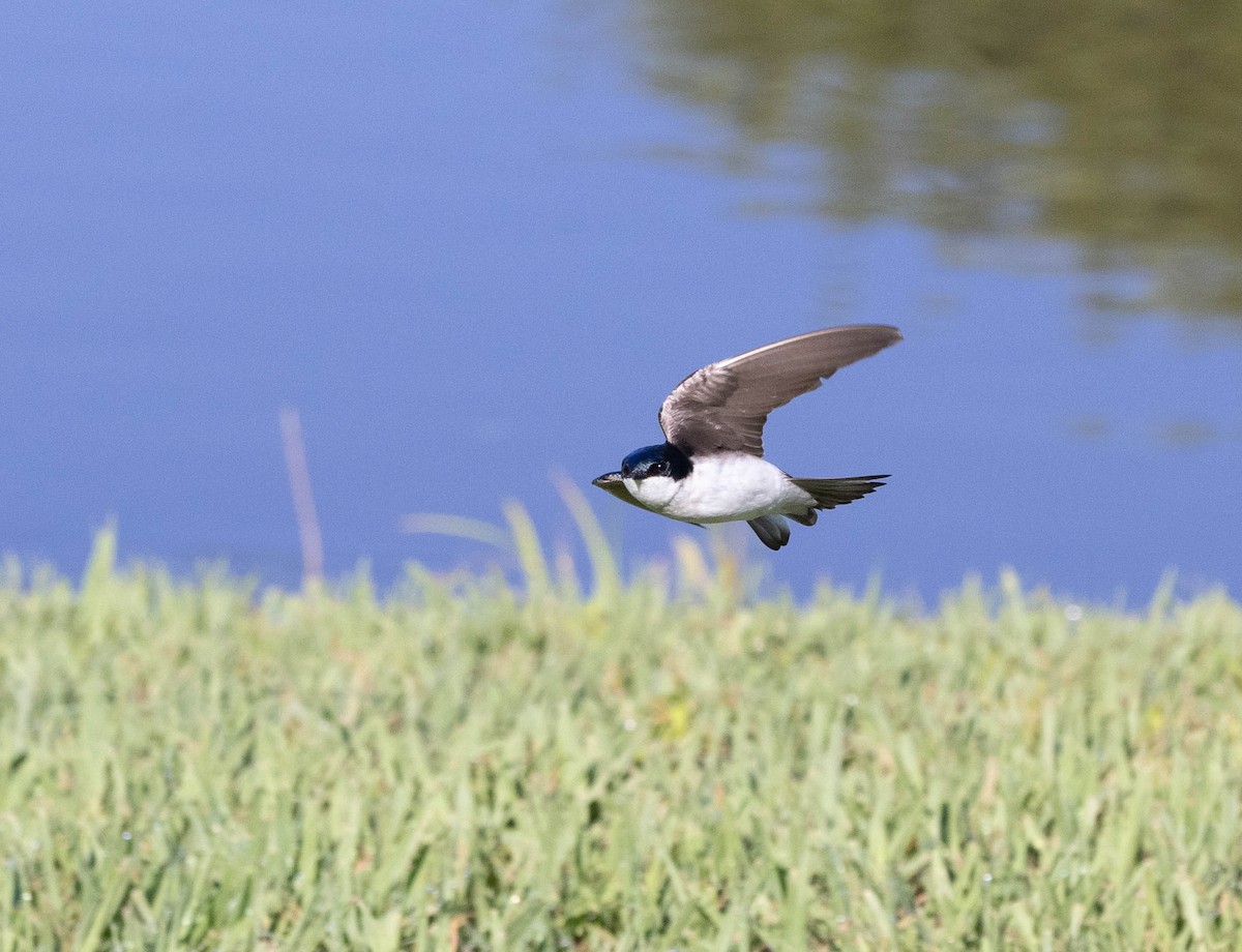 Tree Swallow - ML620301774