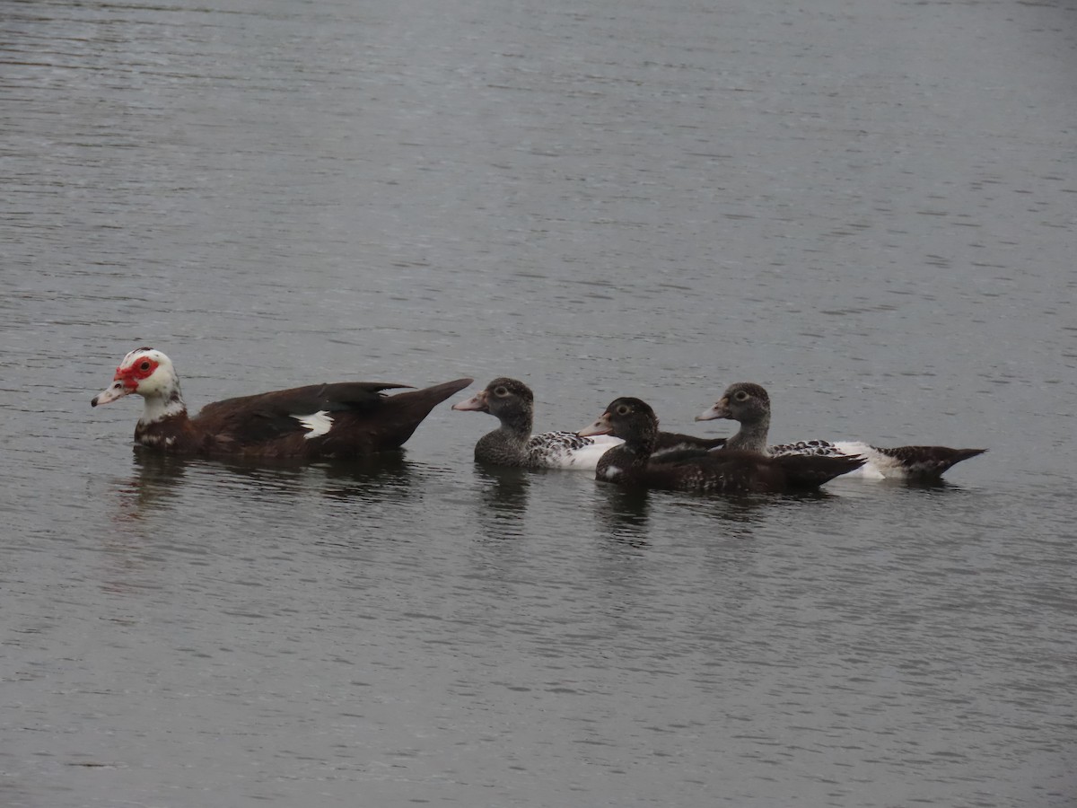 Muscovy Duck (Domestic type) - ML620301775