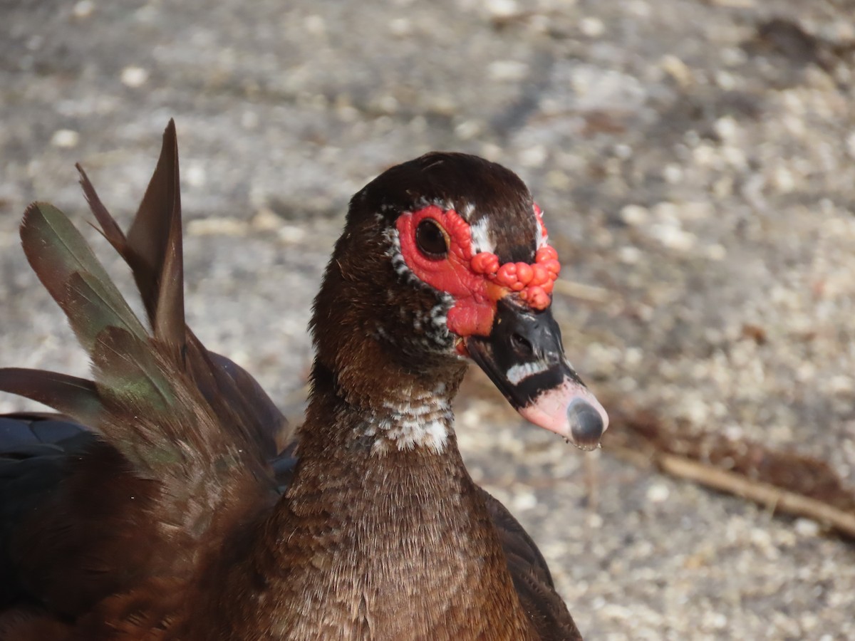 Muscovy Duck (Domestic type) - ML620301776