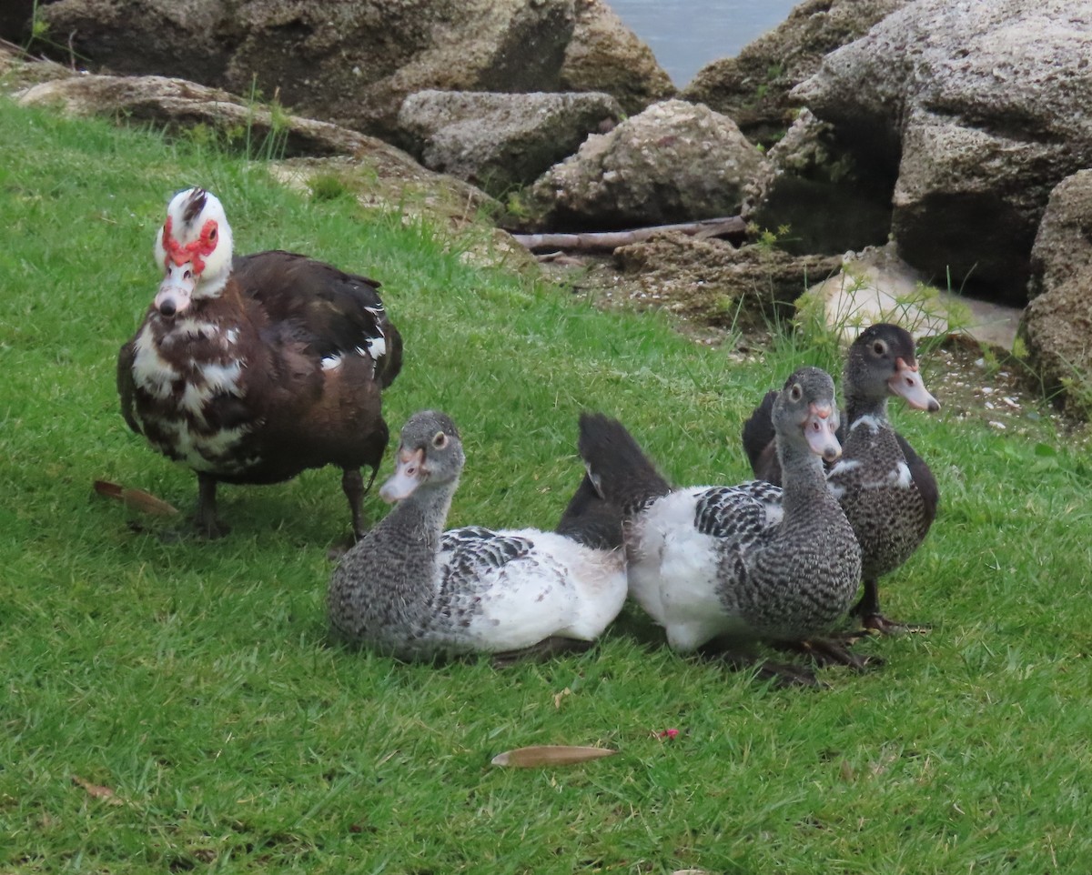 Muscovy Duck (Domestic type) - ML620301779