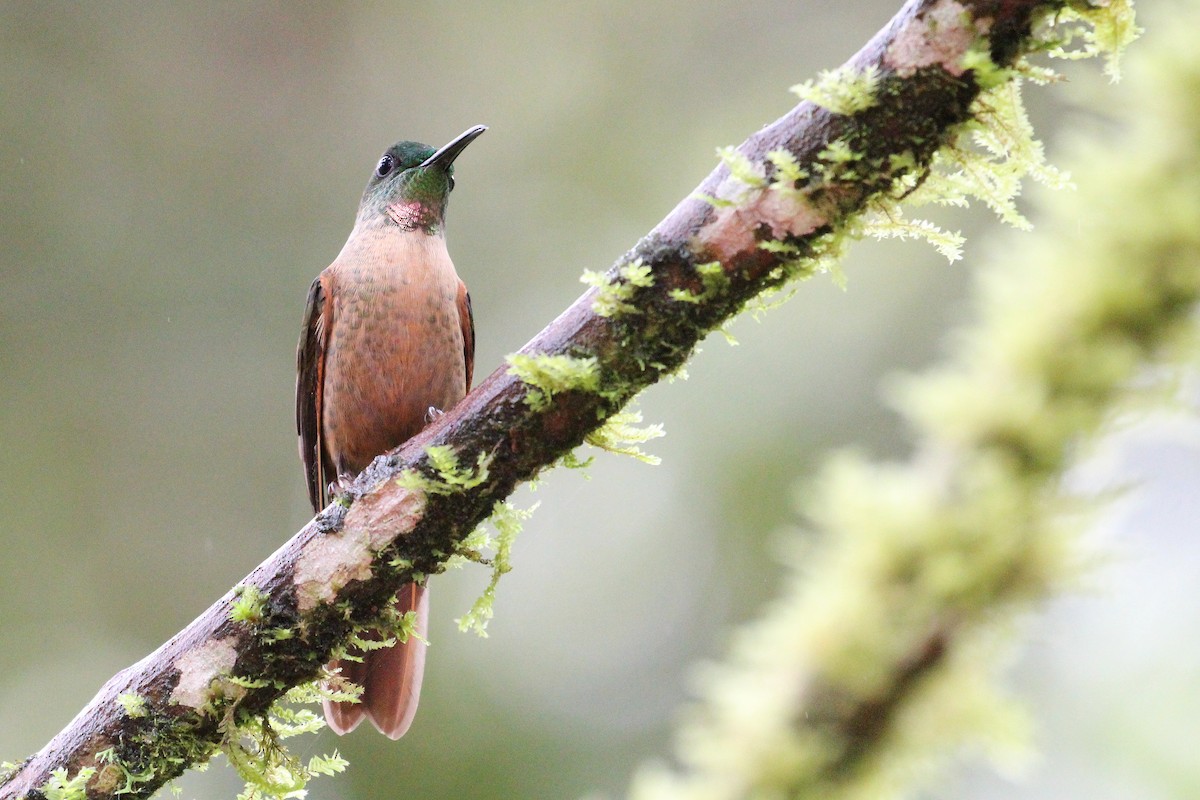 kolibřík hnědobřichý - ML620301786