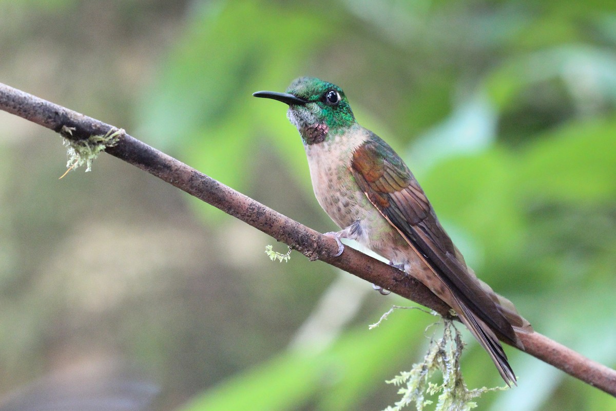 kolibřík hnědobřichý - ML620301787