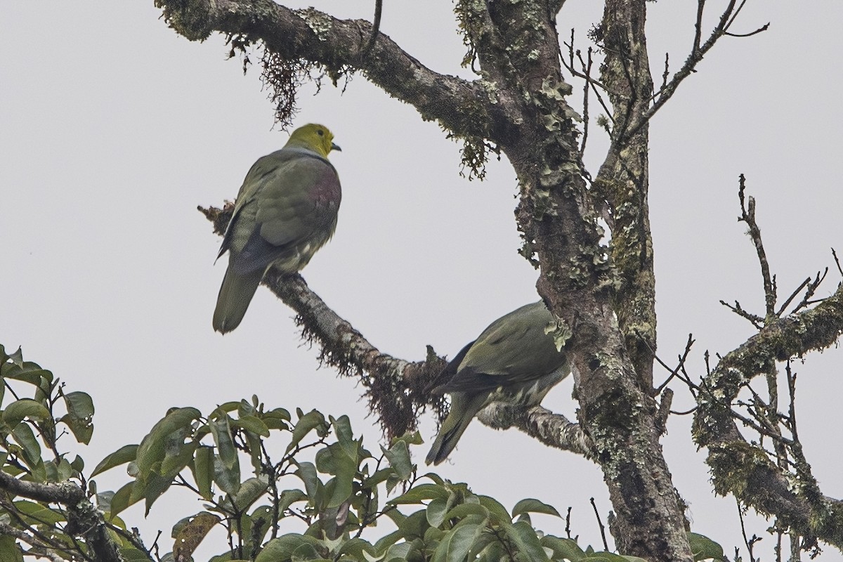 Wedge-tailed Green-Pigeon - ML620301795