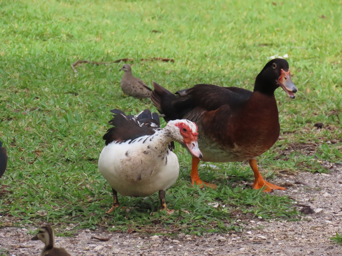 Muscovy Duck x Mallard (hybrid) - ML620301799