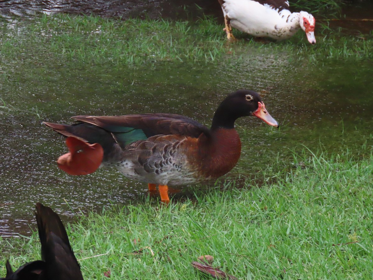 Muscovy Duck x Mallard (hybrid) - ML620301800