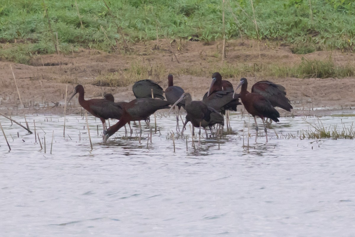 ibis hnědý - ML620301804