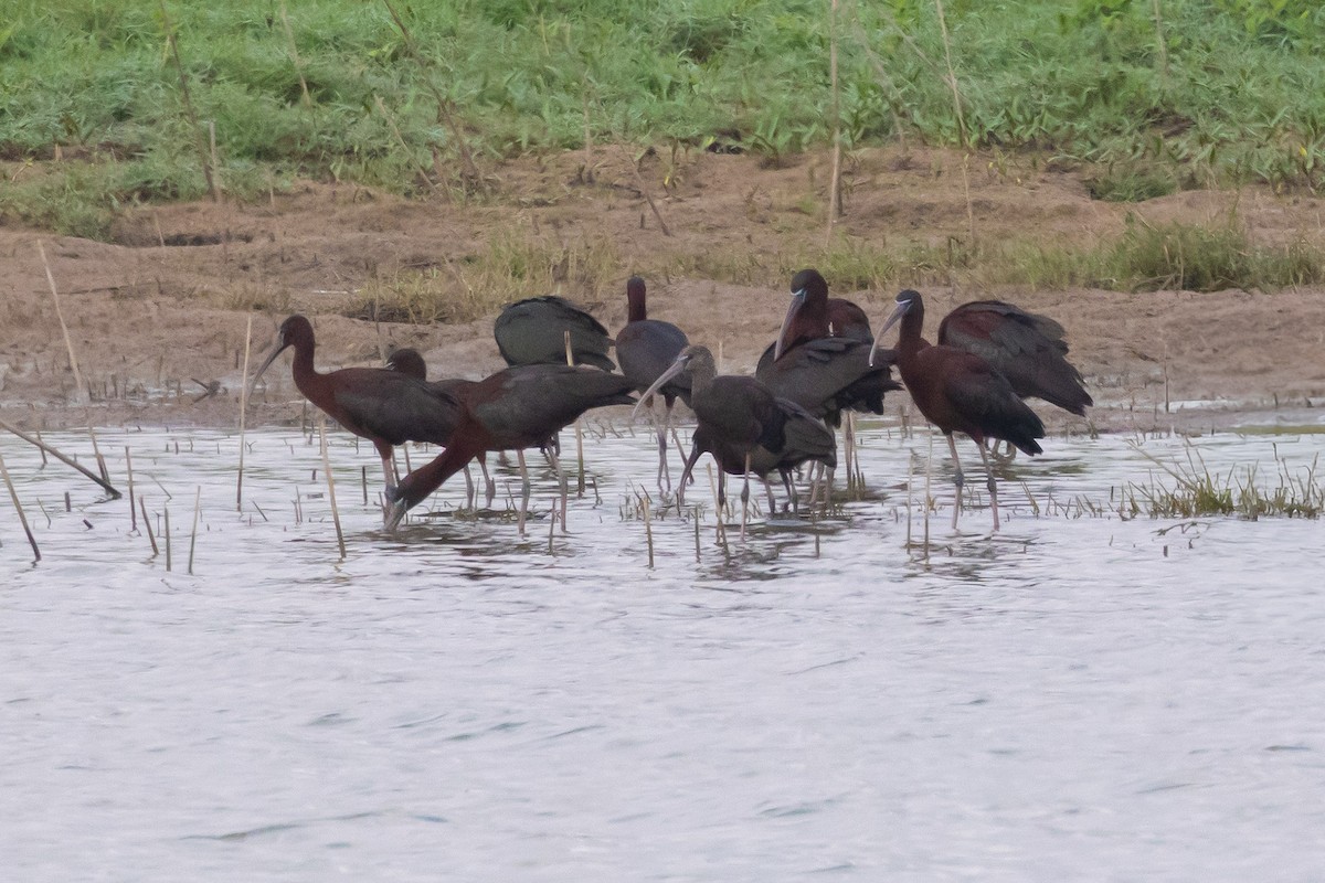 Glossy Ibis - ML620301804