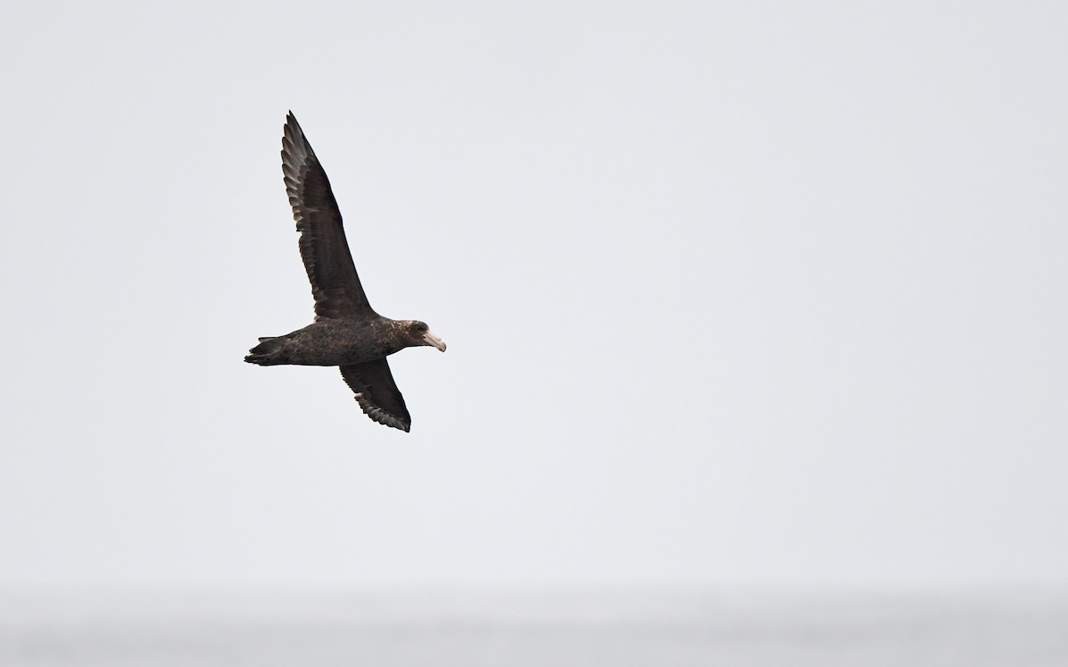 Southern Giant-Petrel - ML620301809