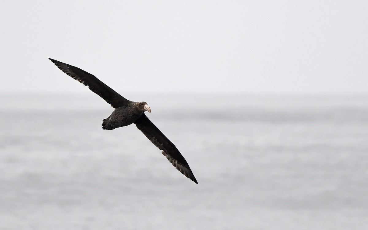 Southern Giant-Petrel - ML620301811