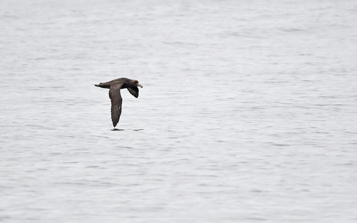 Southern Giant-Petrel - Christoph Moning