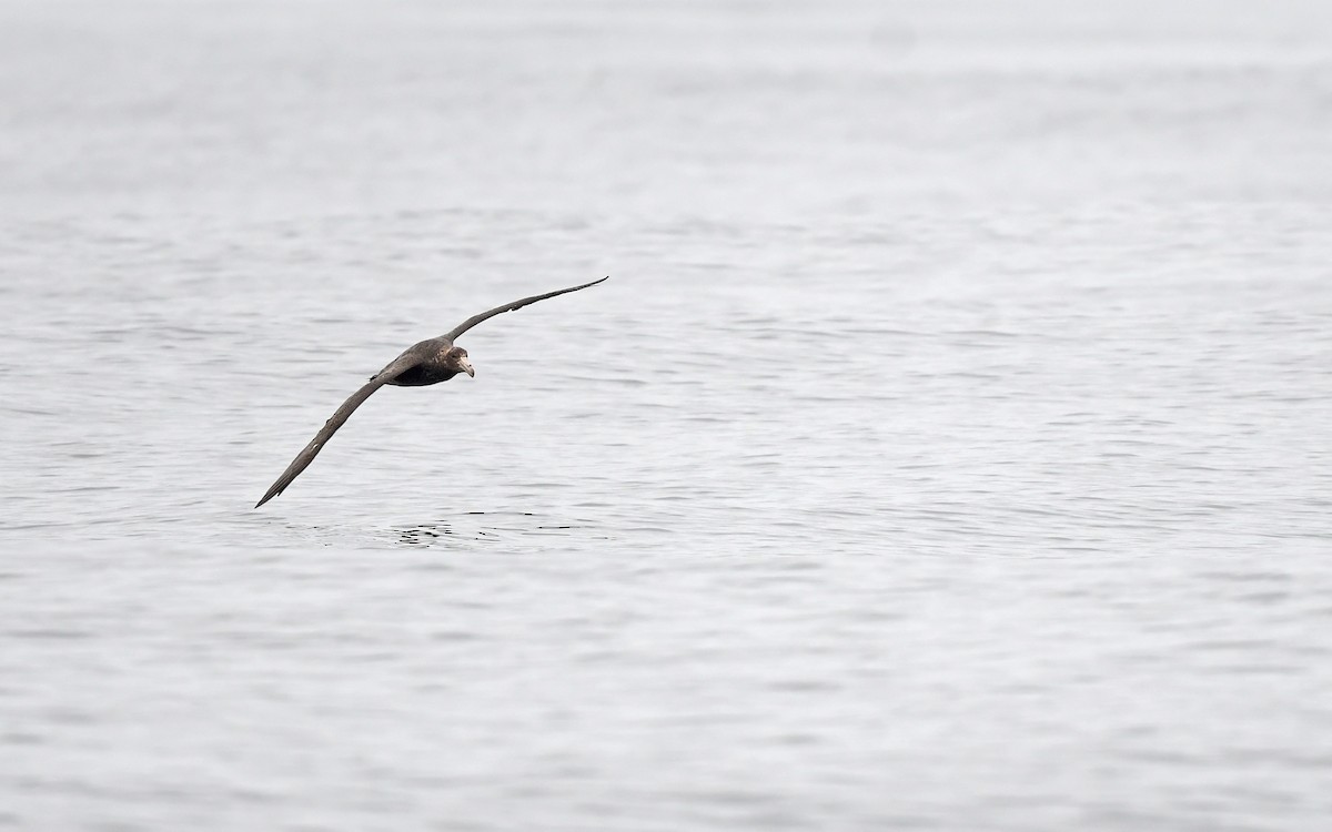 Southern Giant-Petrel - ML620301815