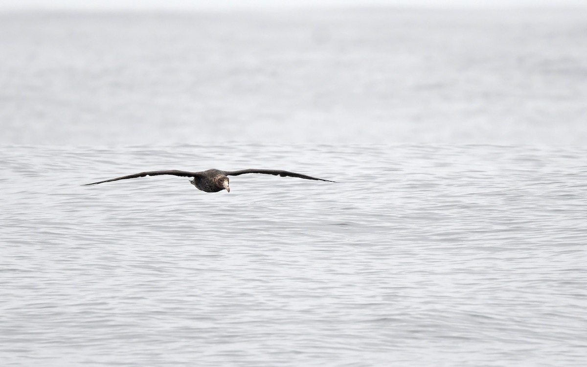 Southern Giant-Petrel - ML620301816