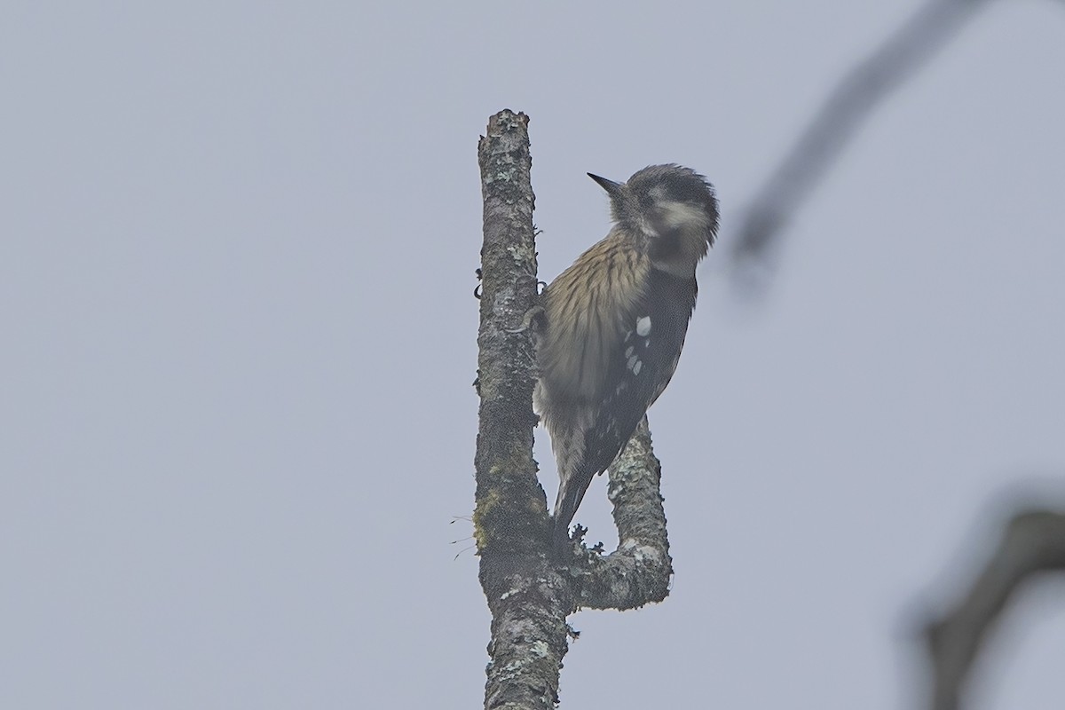 Gray-capped Pygmy Woodpecker - ML620301817