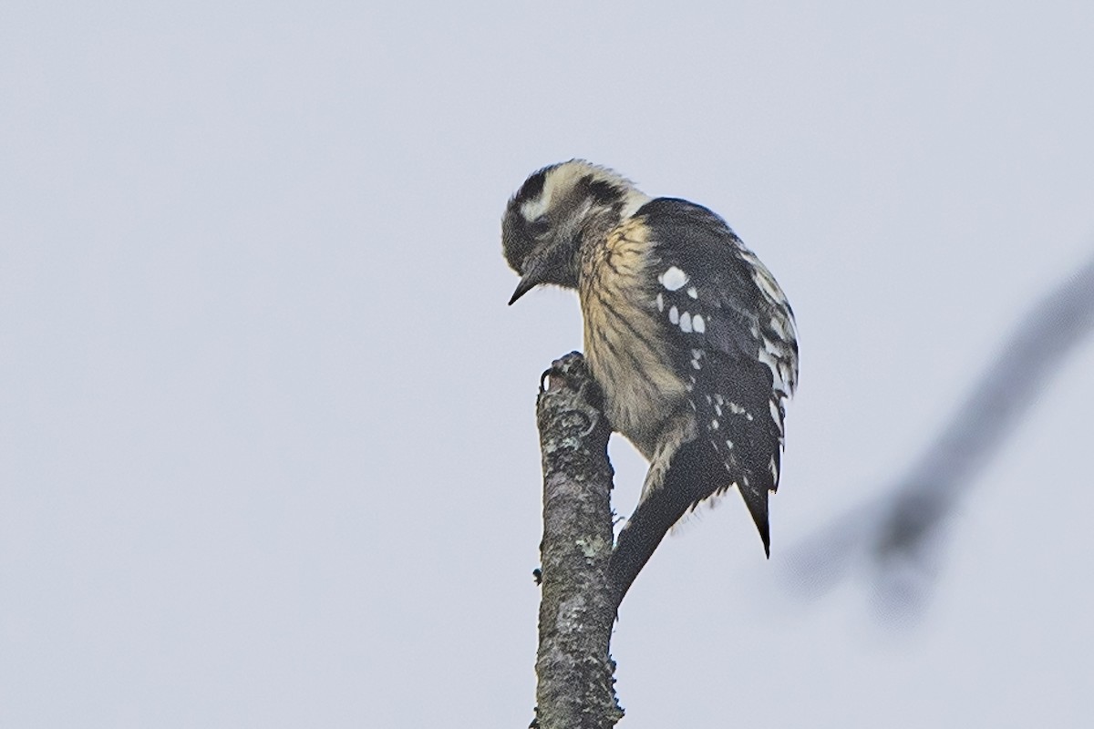 Gray-capped Pygmy Woodpecker - ML620301818