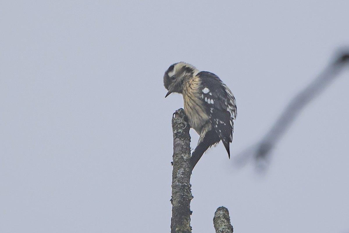 Gray-capped Pygmy Woodpecker - ML620301819