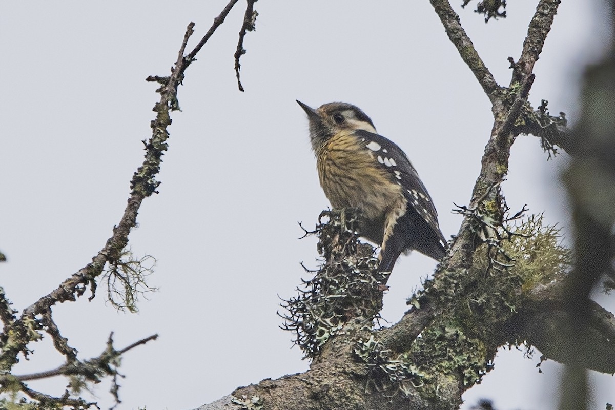 Gray-capped Pygmy Woodpecker - ML620301820