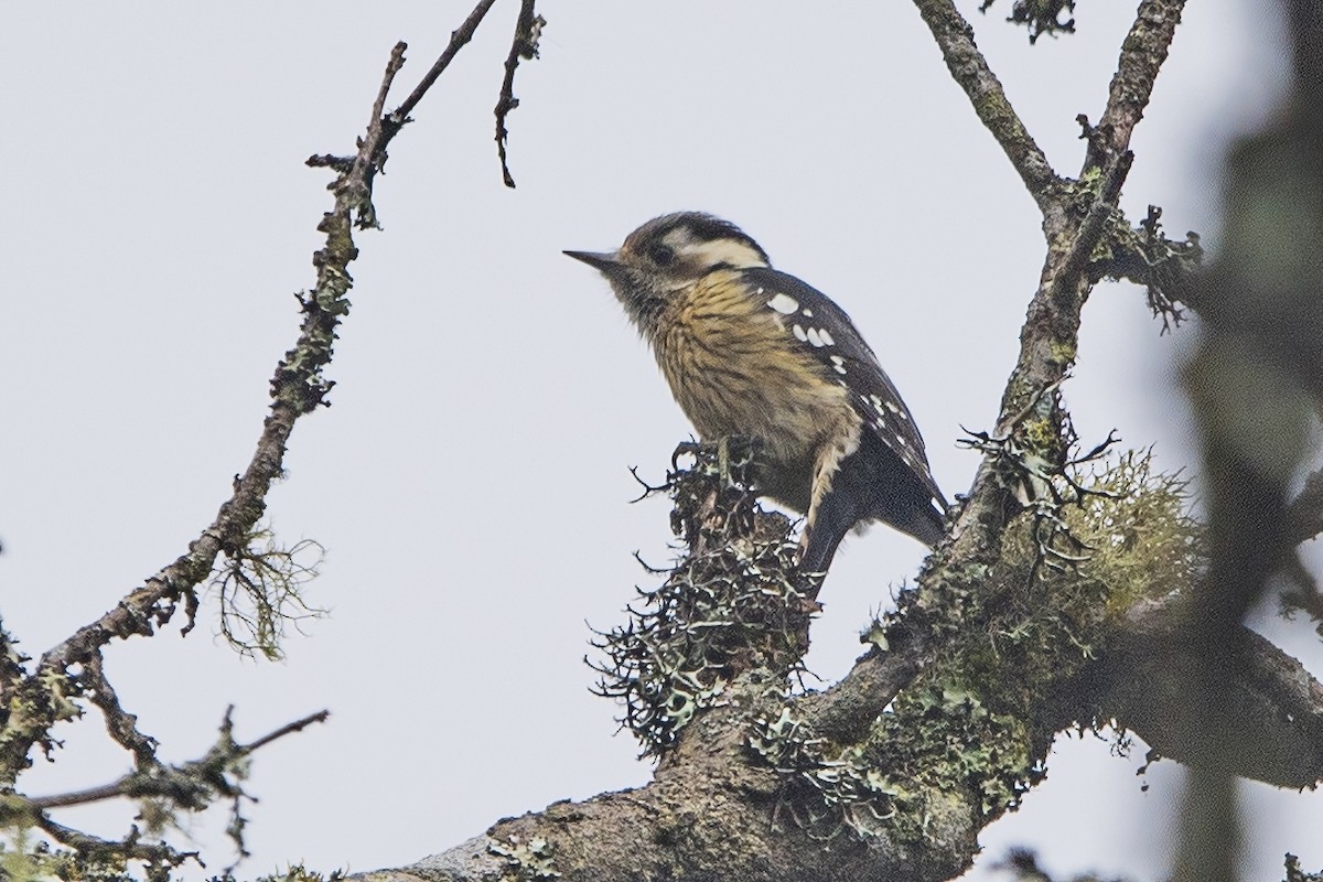 Gray-capped Pygmy Woodpecker - ML620301821