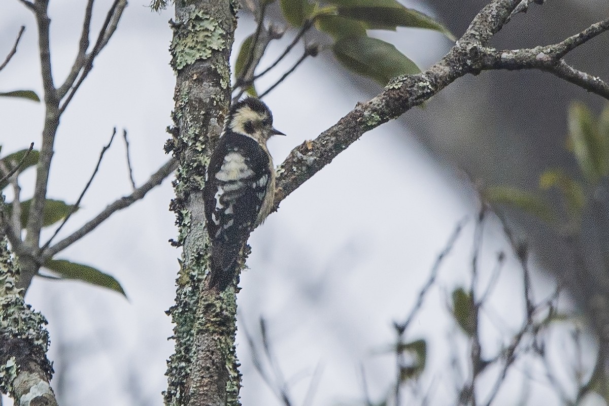 Gray-capped Pygmy Woodpecker - ML620301822