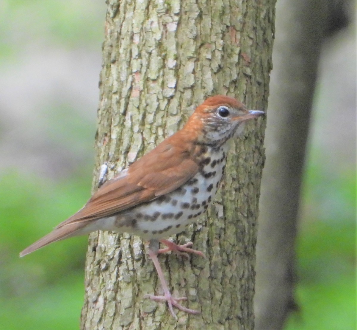 Wood Thrush - ML620301827