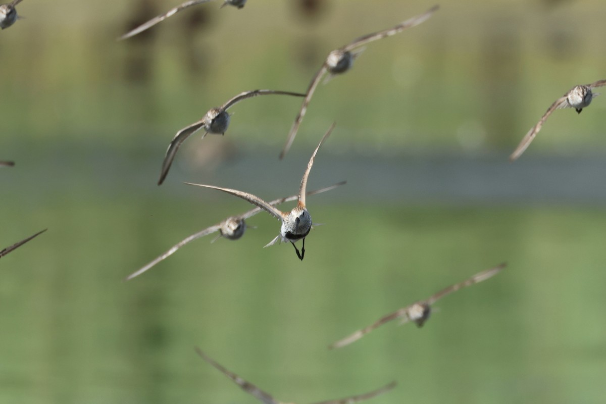 Dunlin - ML620301829