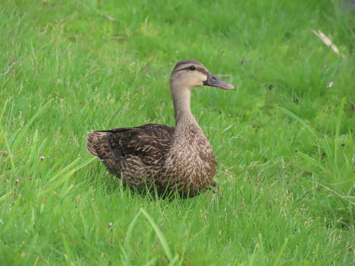 Mallard/Mottled Duck - ML620301836