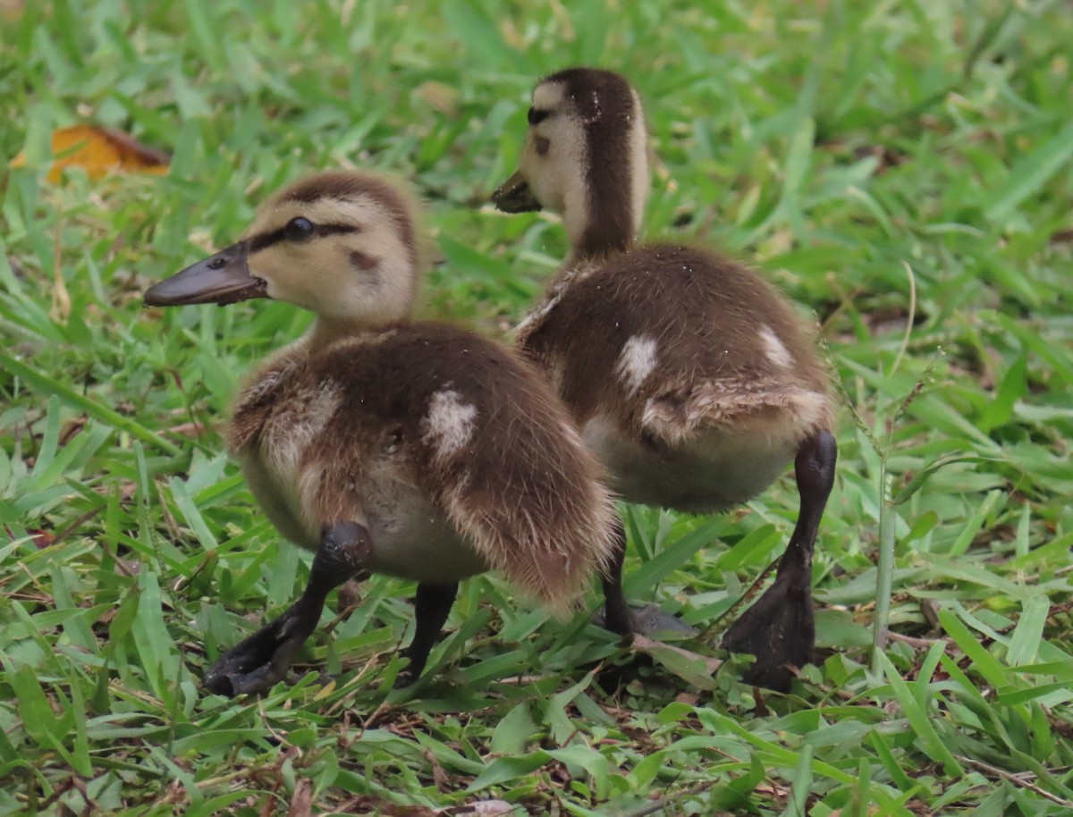 Mallard/Mottled Duck - ML620301839