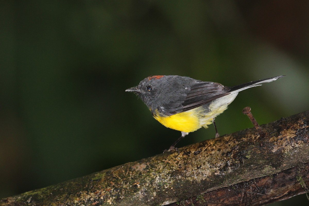 Slate-throated Redstart - ML620301852