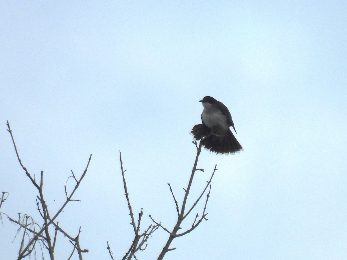 Eastern Kingbird - ML620301856