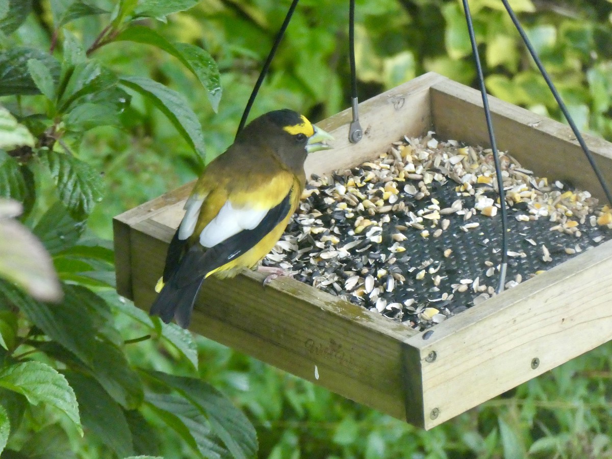 Evening Grosbeak - ML620301865