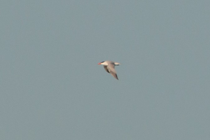 Caspian Tern - ML620301873