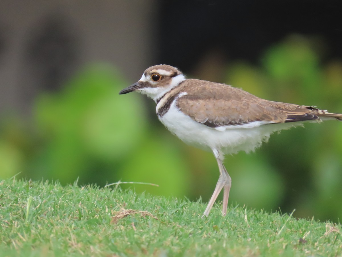 Killdeer - ML620301881