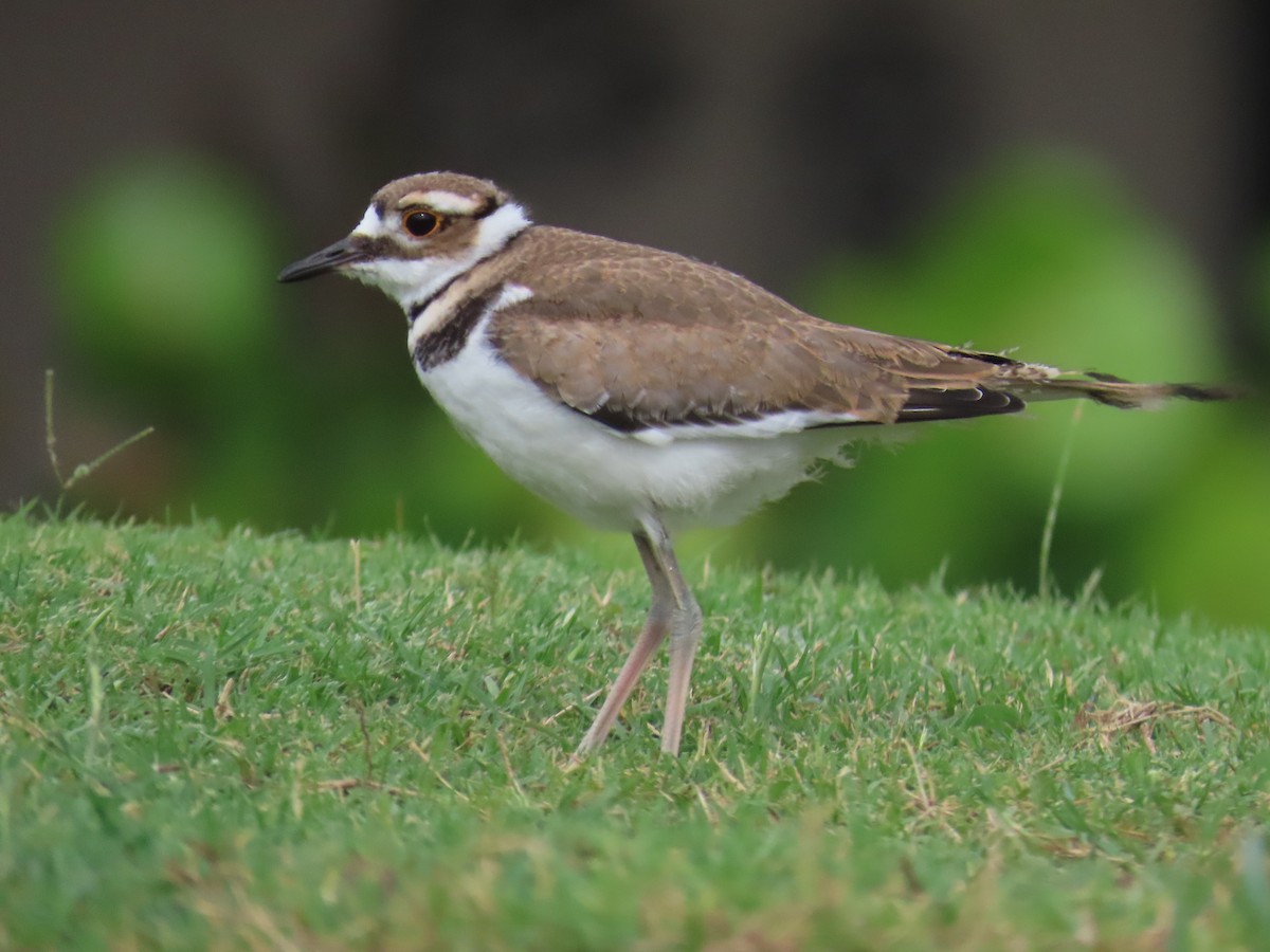 Killdeer - ML620301882