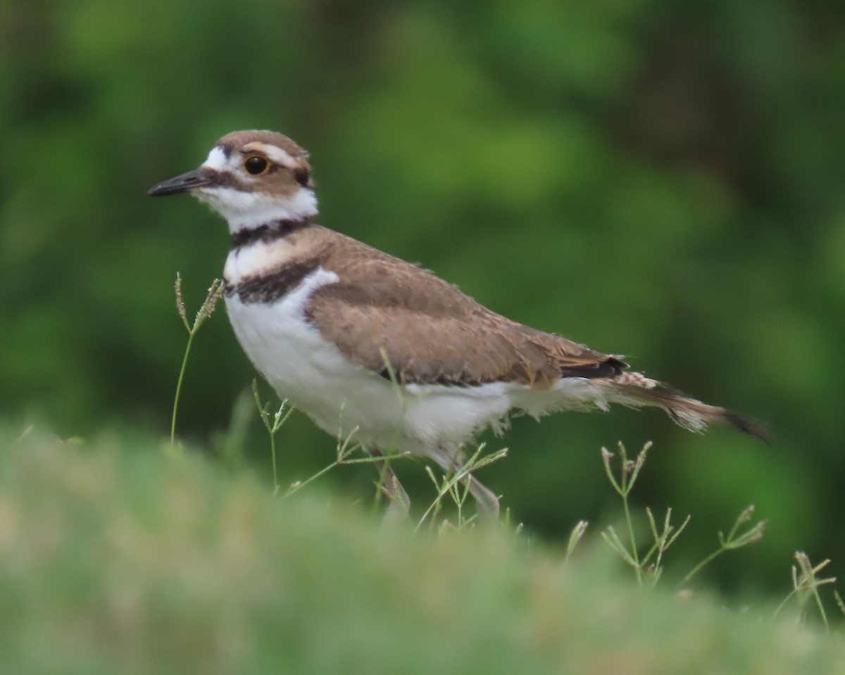 Killdeer - ML620301883