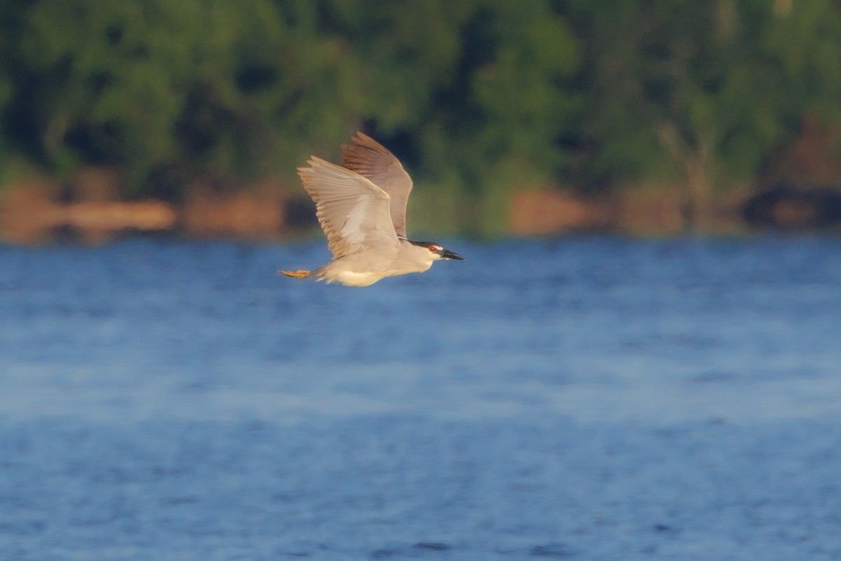 Black-crowned Night Heron - ML620301885