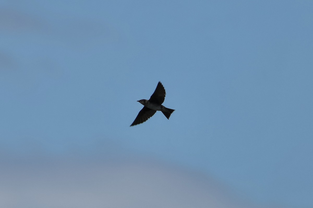 Purple Martin - ML620301886