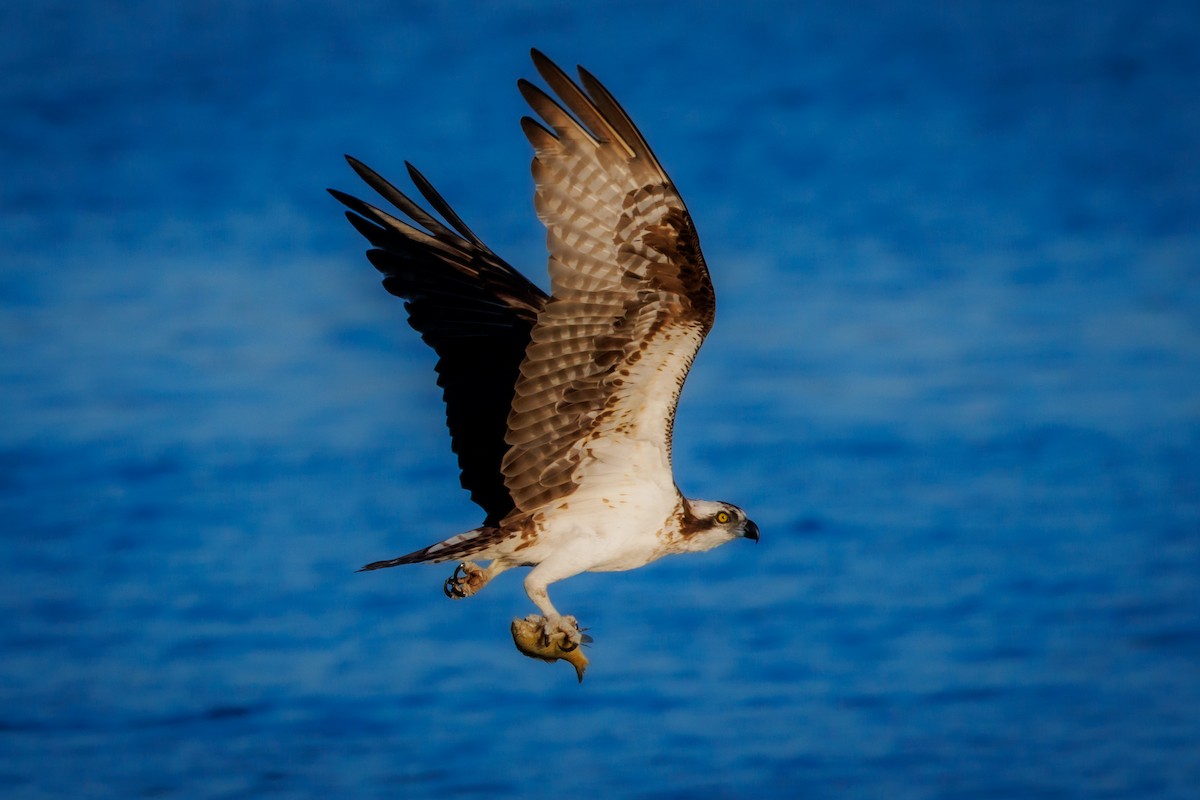 Águila Pescadora - ML620301888