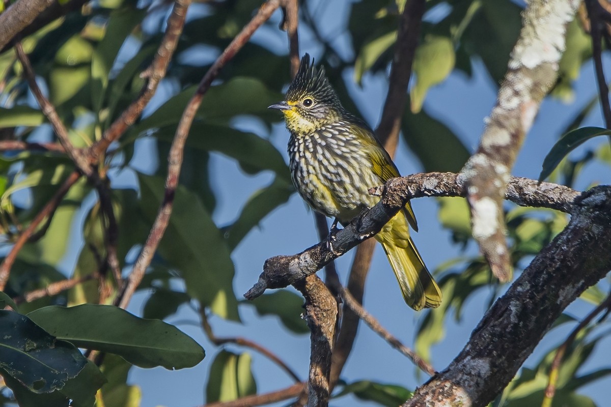 Striated Bulbul - ML620301895