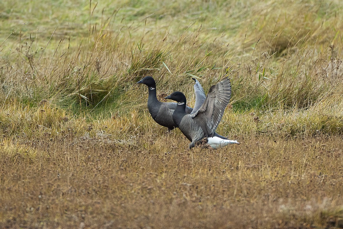 Brant - ML620301897