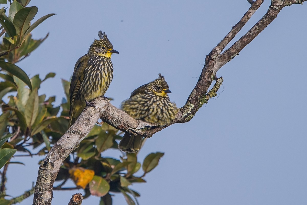 Striated Bulbul - ML620301898