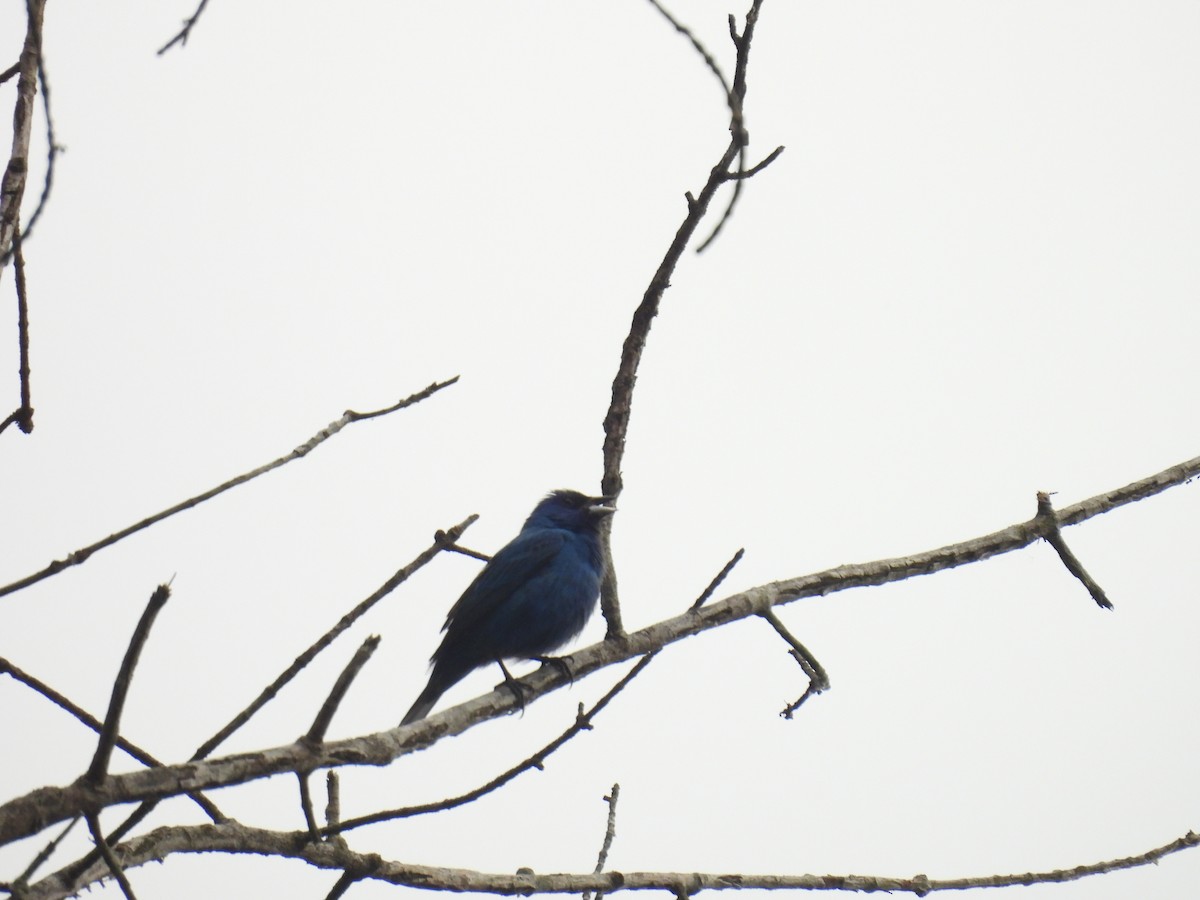 Passerin indigo - ML620301900