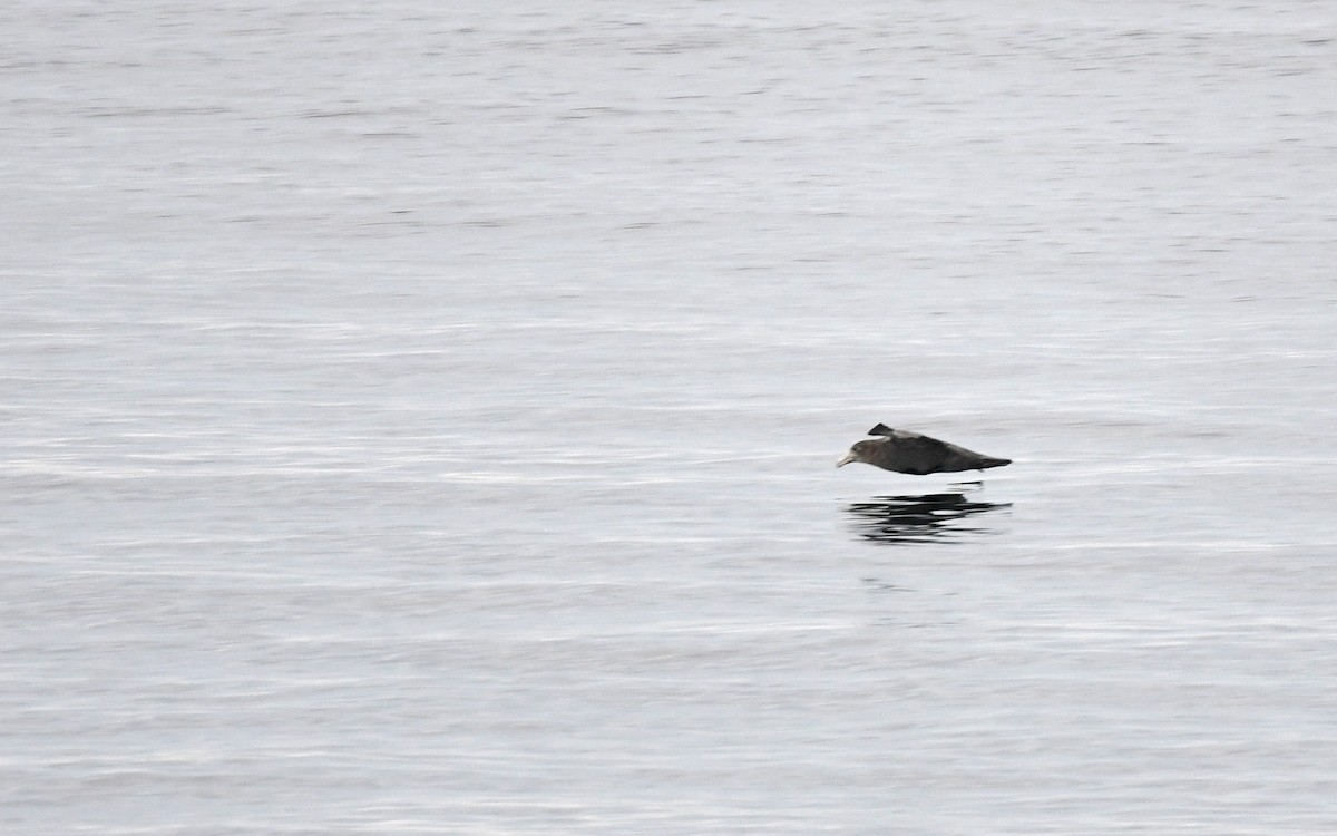 Southern Giant-Petrel - Christoph Moning