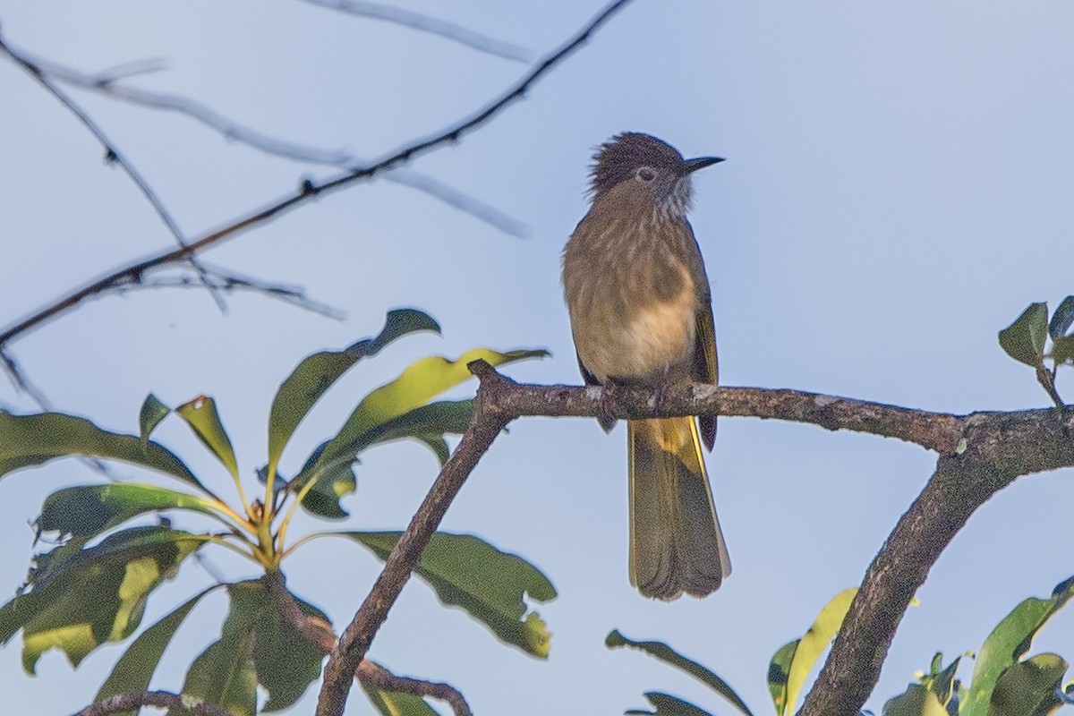 Mountain Bulbul - ML620301909