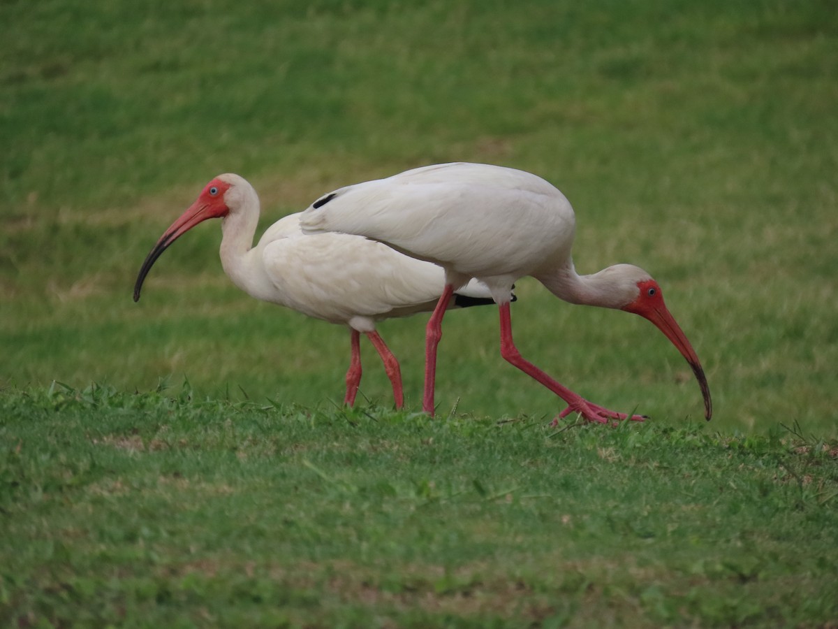 Ibis Blanco - ML620301913