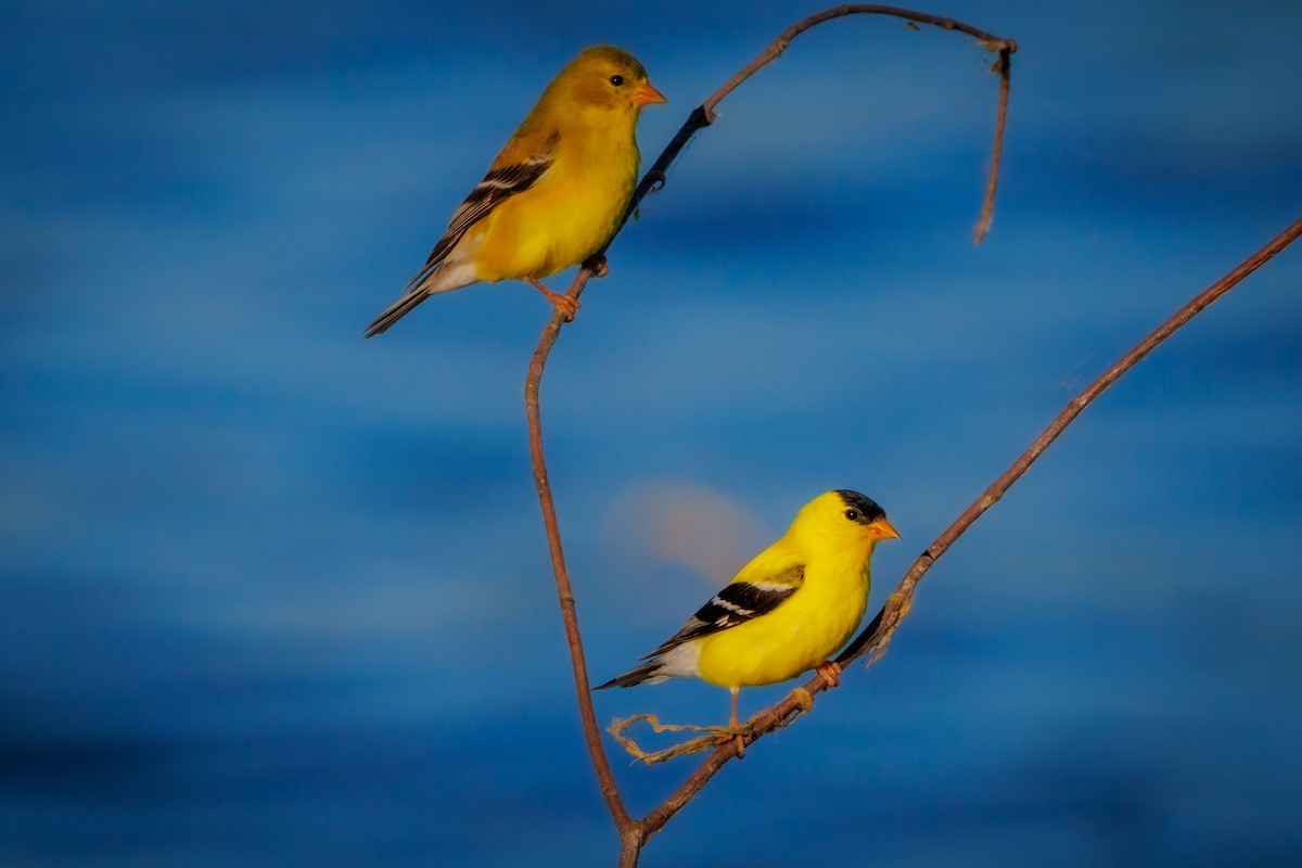 American Goldfinch - ML620301914