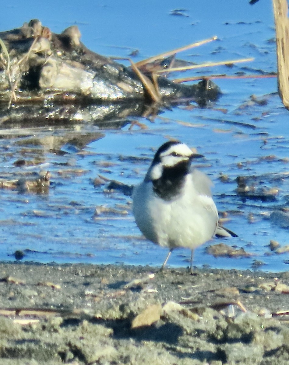 White Wagtail (ocularis) - ML620301916