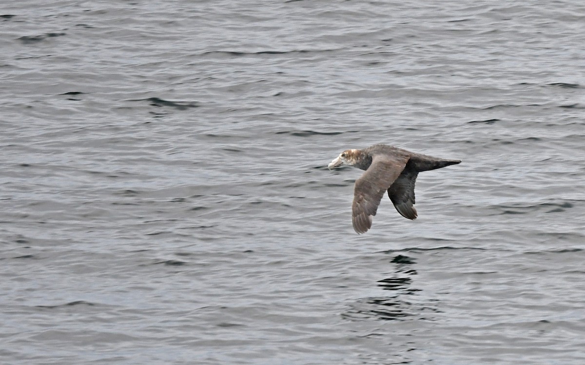 Southern Giant-Petrel - ML620301917